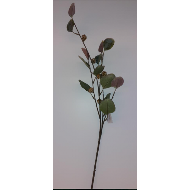 Eukalypthus gren grøn